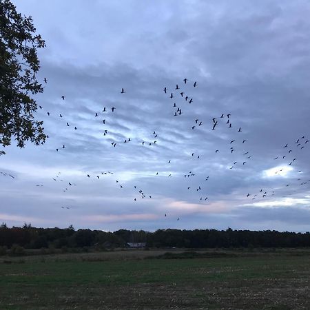 Vakantiehuis Appelvink, Toplocatie In Bosrijke Omgeving オーイステルウェイク エクステリア 写真